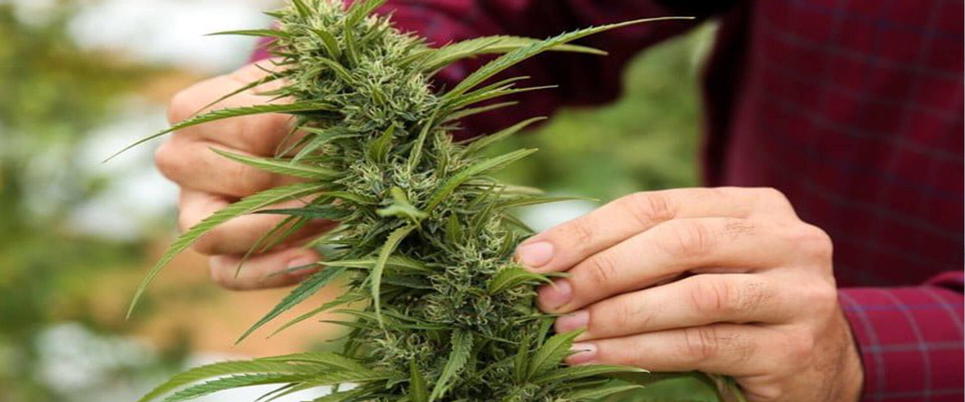 Welcher Hanf (Cannabis) ist der richtige? Canbys beste BioProdukte