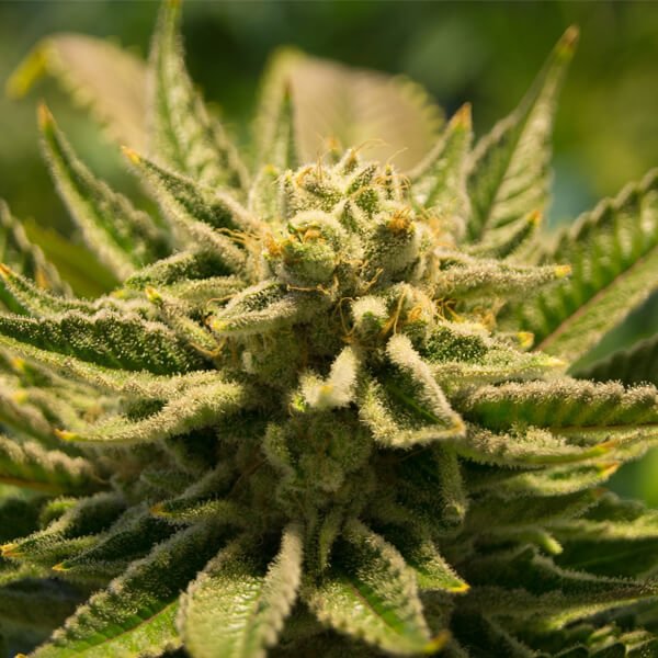 CBG und CBD - Bild zeigt eine Cannabispflanze