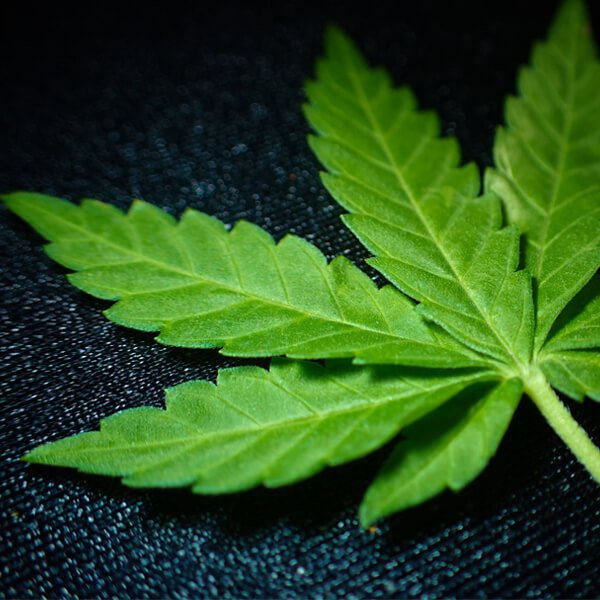 BIOCBG.de Cannabispflanze CBG und CBD BIOCBG.de Bild zeigt ein Cannabisblatt