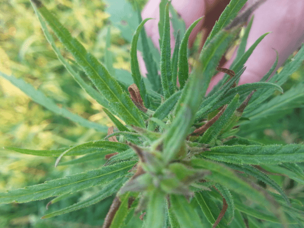 cbd-cbg-biocbg cbd cbg biocbg