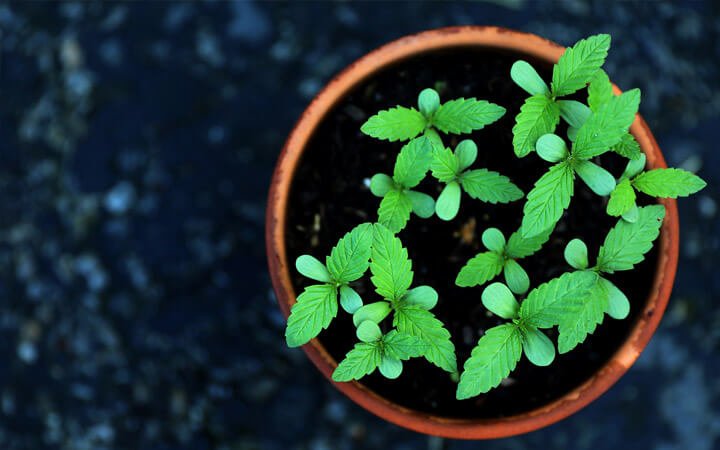 BIOCBG-Bio-Hanföl-Extrakt-11 Immunsystem und CBD plant.