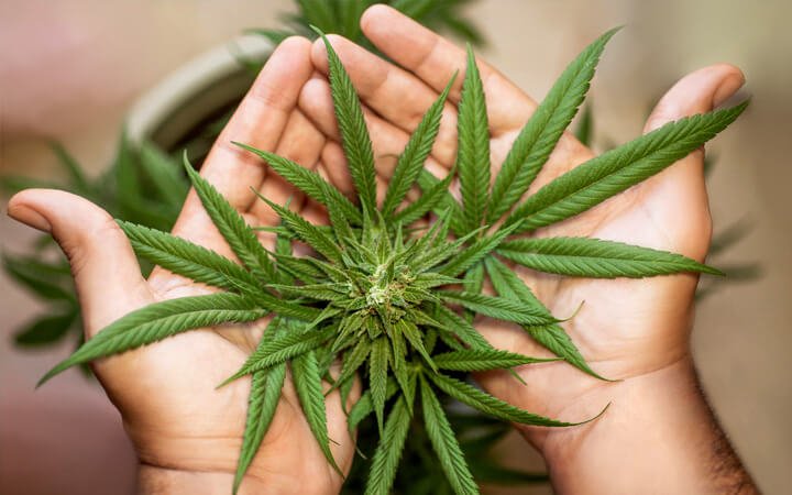 BIOCBG-Bio-Hanföl-Extrakt-2 Image of a cannabis plant in hand for blog Psoriasis oder Schuppenflechte kann mit Cannabis gelindert werden