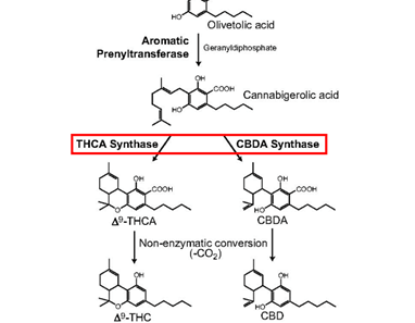 Hanfextrakt - CBG ist das ursprüngliche Cannabinoid